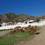 فيلة Acebo *